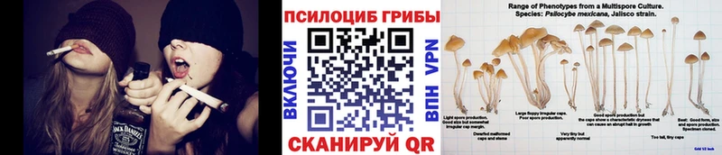 Купить закладки  Оленегорск  Псилоцибиновые грибы Cubensis 